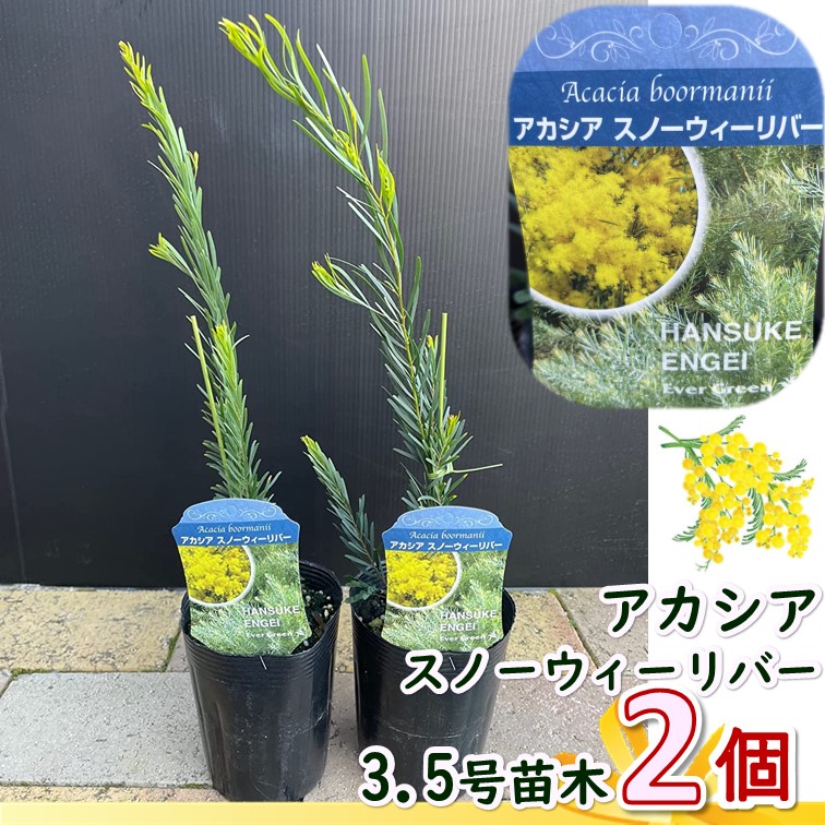 アカシア ミモザ 3.5号ポット 2個セット Acacia baileyana イタリア 世界女性デー 園芸 ガーデニング 鉢花 鉢植え 苗木 誕生日  記念日 プレゼント 贈り物