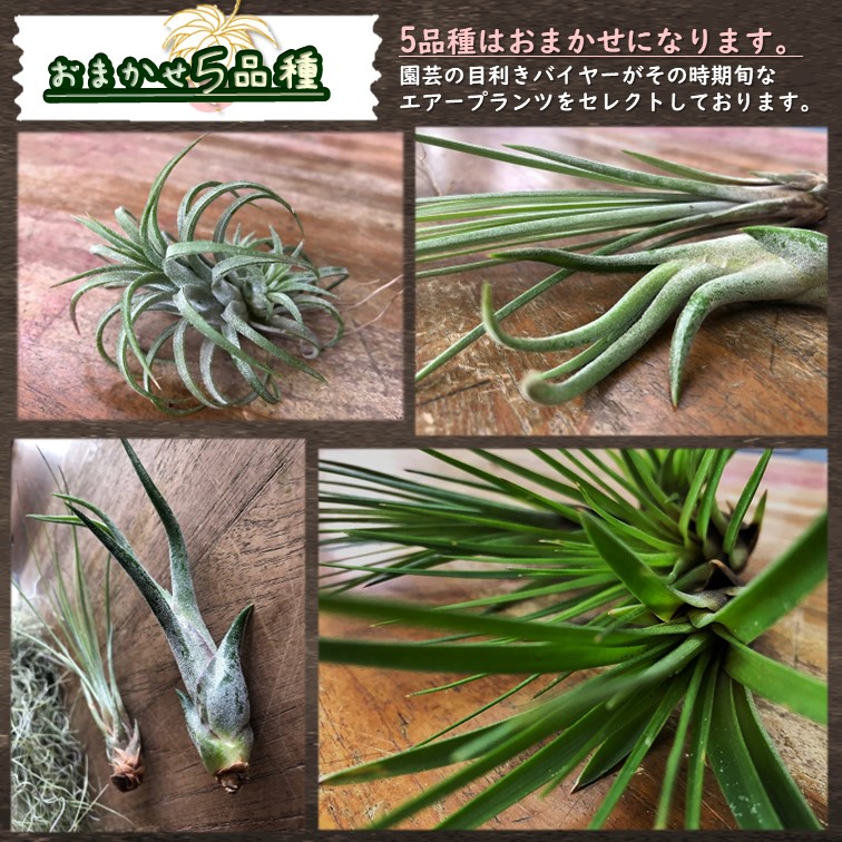 エアプランツ Sサイズ おまかせMIX 5株 セット ※画像はイメージです