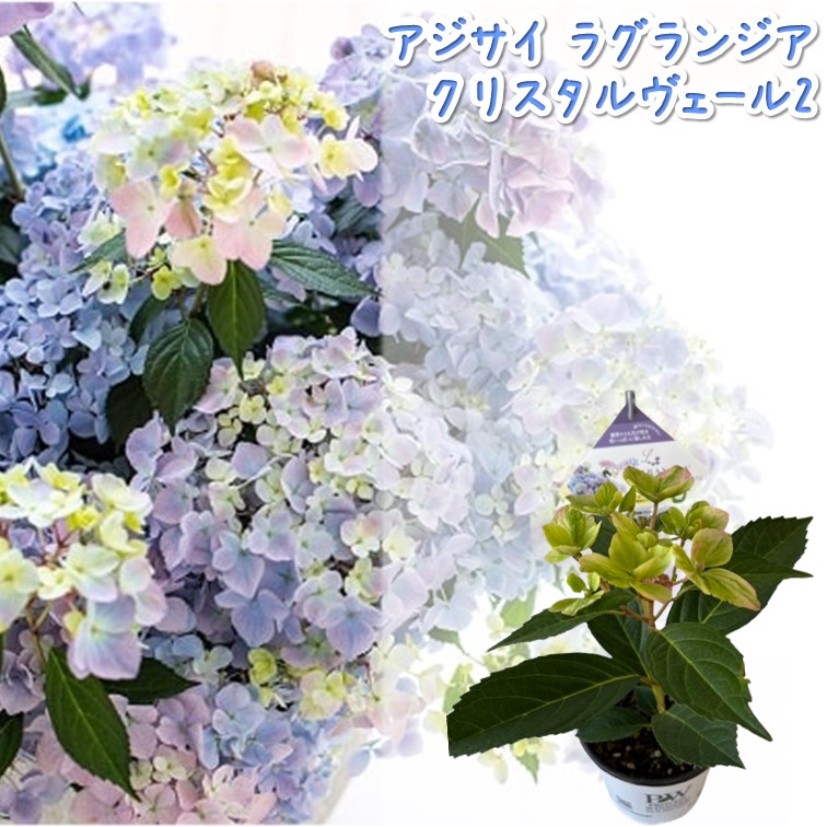 あじさい ラグランジア 3.5号 1鉢 来年開花株 Hydrangea 紫陽花 アジサイ ハイドランジア 鉢植え 庭木 植木 花木苗 PW ※花はついていません｜greenglass｜04