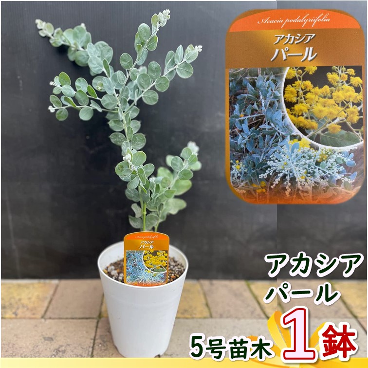 ミモザ アカシア 5号 ポット 1個 ※品種は選べますギンヨウアカシア 三角葉アカシア アカシアパール Acacia dealbata mimosa  世界女性デー 鉢植え 苗木