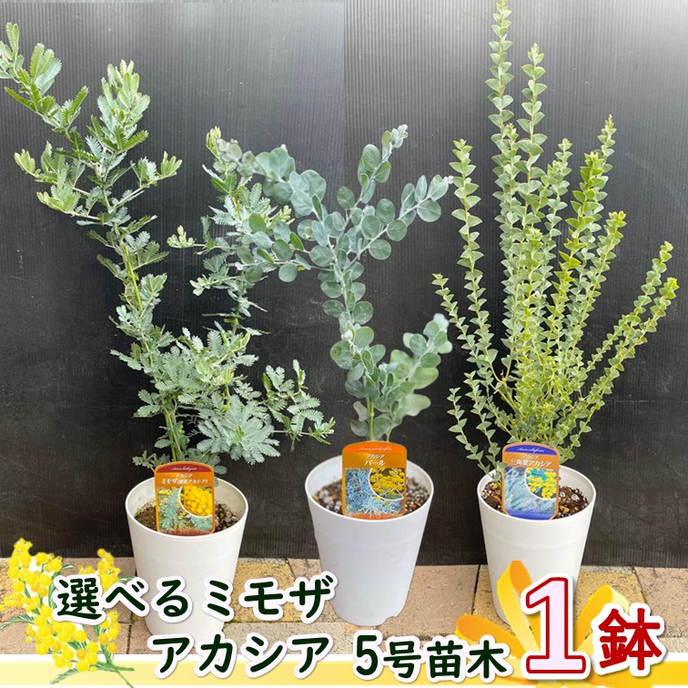 ミモザ アカシア 5号 ポット 1個 ※品種は選べますギンヨウアカシア 三角葉アカシア アカシアパール Acacia dealbata mimosa  世界女性デー 鉢植え 苗木