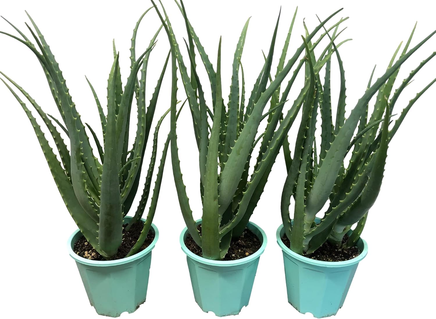 aloe1.jpg