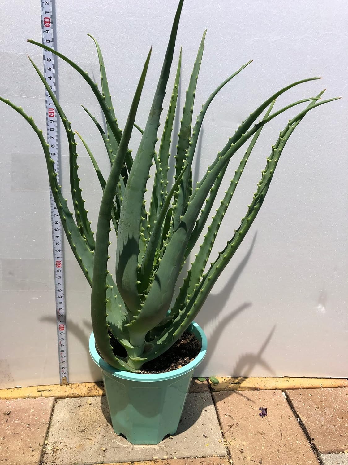 aloe2.jpg