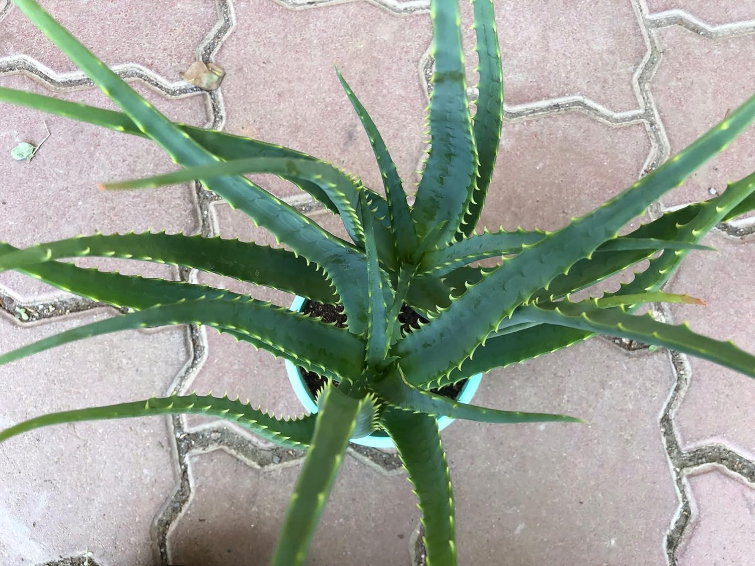 aloe3.jpg