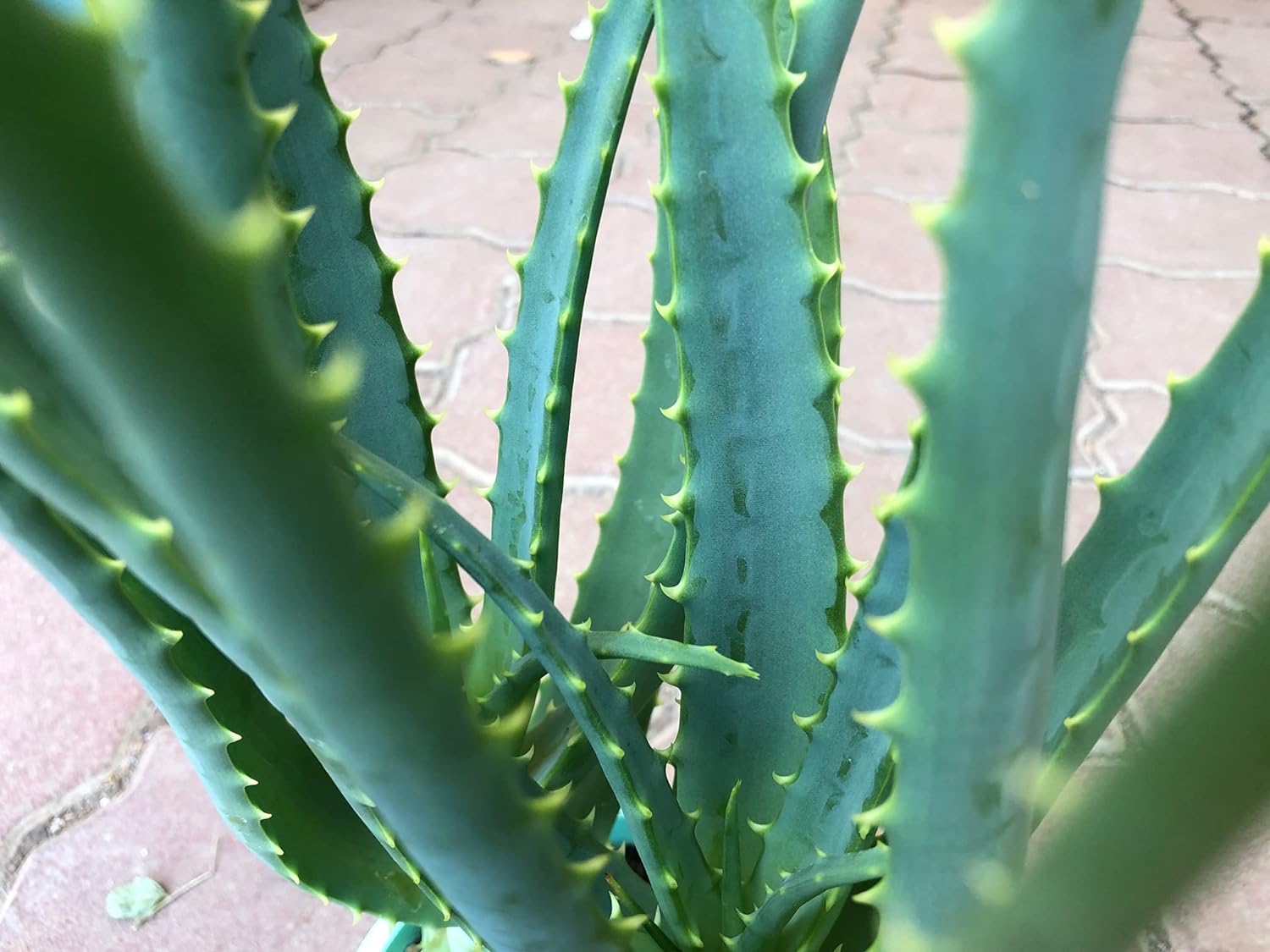 無農薬 アロエ 木立アロエ5号 3鉢セット aloe 苗 有機肥料栽培 医者 