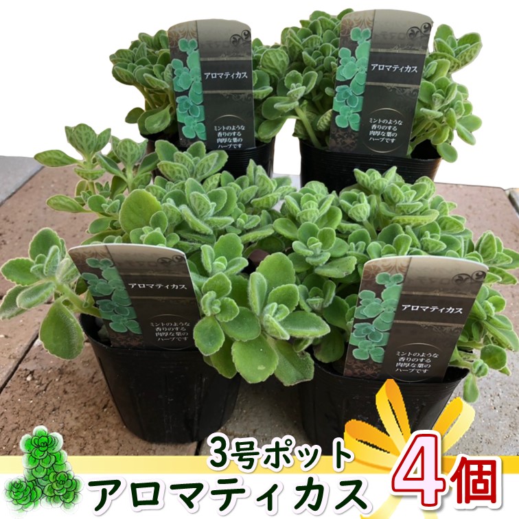 ハーブ苗 アロマティカス 3号ポット苗 4個 セット 多肉植物 ミント 