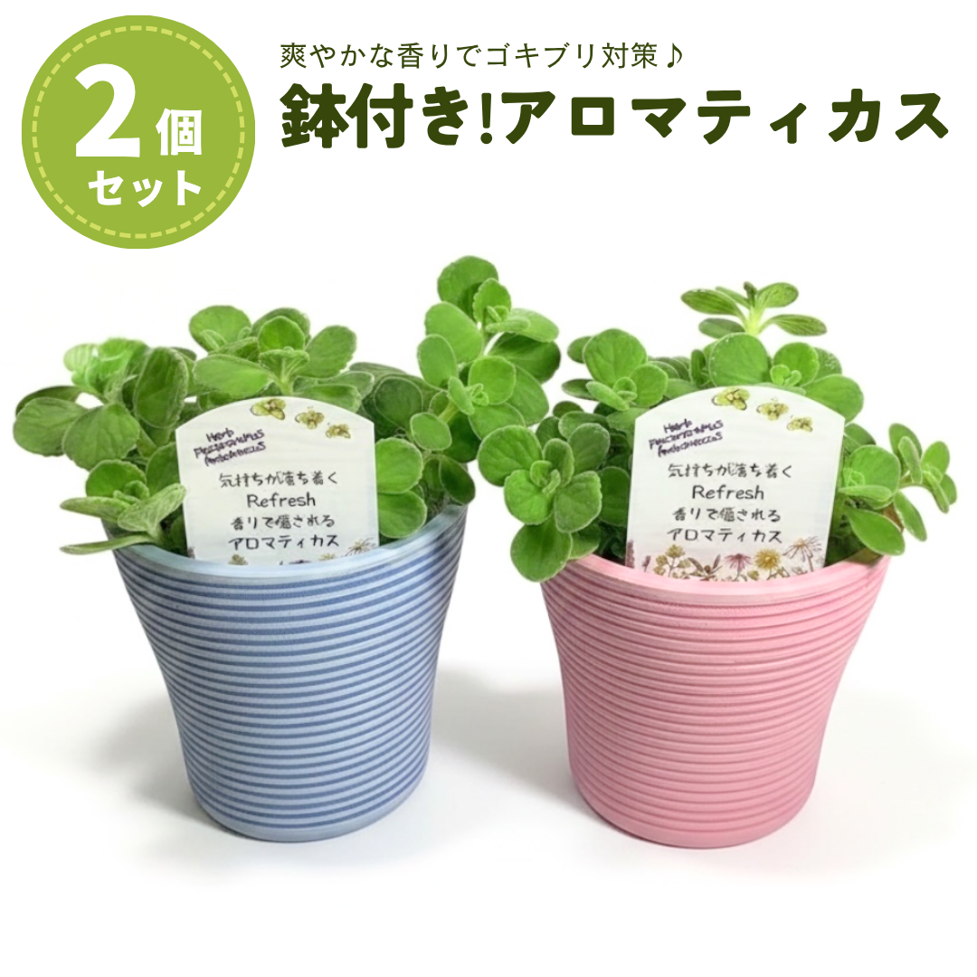爽やかな香り ローズマリー苗 品種おまかせ 4個セット 3.5号ポット 抗