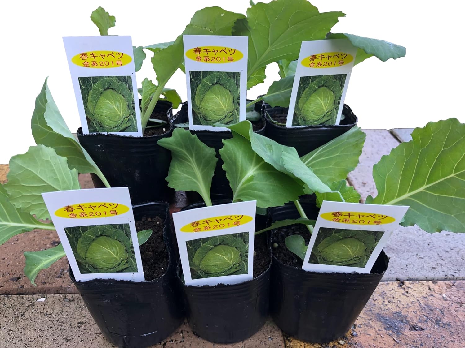cabbage1.jpg