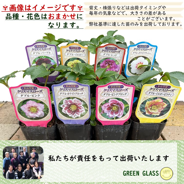 クリスマスローズ ダブル ≪おまかせMIXカラー≫ 2個セット 八重咲