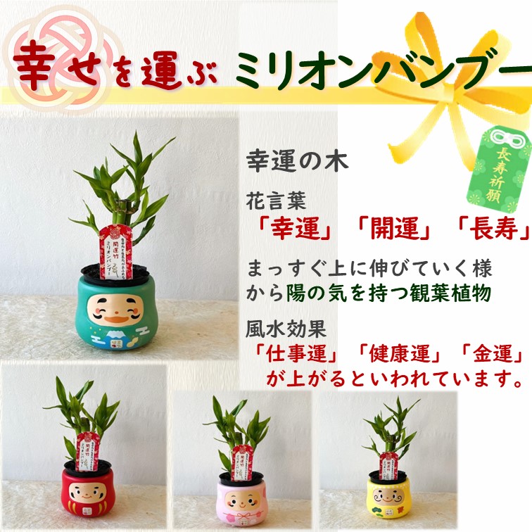 ミニ 観葉植物 パキラ ミリオンバンブー だるま鉢カバー付き 1個