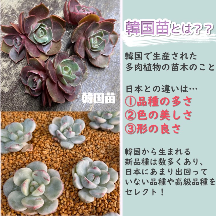 多肉植物 韓国苗 カット苗 ダークレッド系 or ホワイト系 3品種セット ≪ブラックアイズ レッドタン ルミンhyb≫ ≪パジィ ティンカーベル錦  ティテュバンス錦≫ : kankokudw : GREENGLASS - 通販 - Yahoo!ショッピング