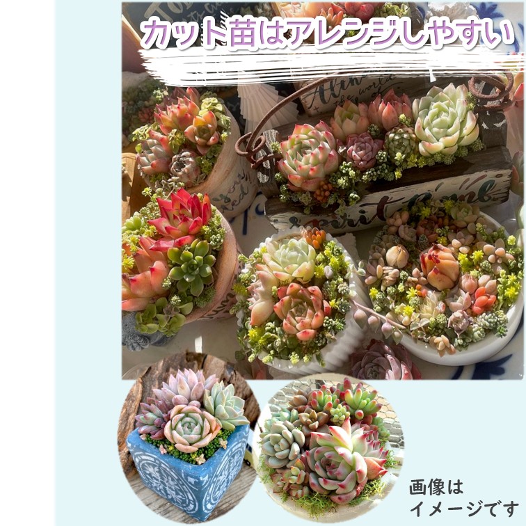 多肉植物 韓国苗 カット苗 ダークレッド系 or ホワイト系 3品種セット ≪ブラックアイズ レッドタン ルミンhyb≫ ≪パジィ ティンカーベル錦  ティテュバンス錦≫ : kankokudw : GREENGLASS - 通販 - Yahoo!ショッピング