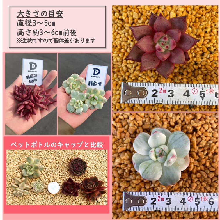 多肉植物 韓国苗 カット苗 ダークレッド系 or ホワイト系 3品種セット ≪ブラックアイズ レッドタン ルミンhyb≫ ≪パジィ ティンカーベル錦  ティテュバンス錦≫ : kankokudw : GREENGLASS - 通販 - Yahoo!ショッピング