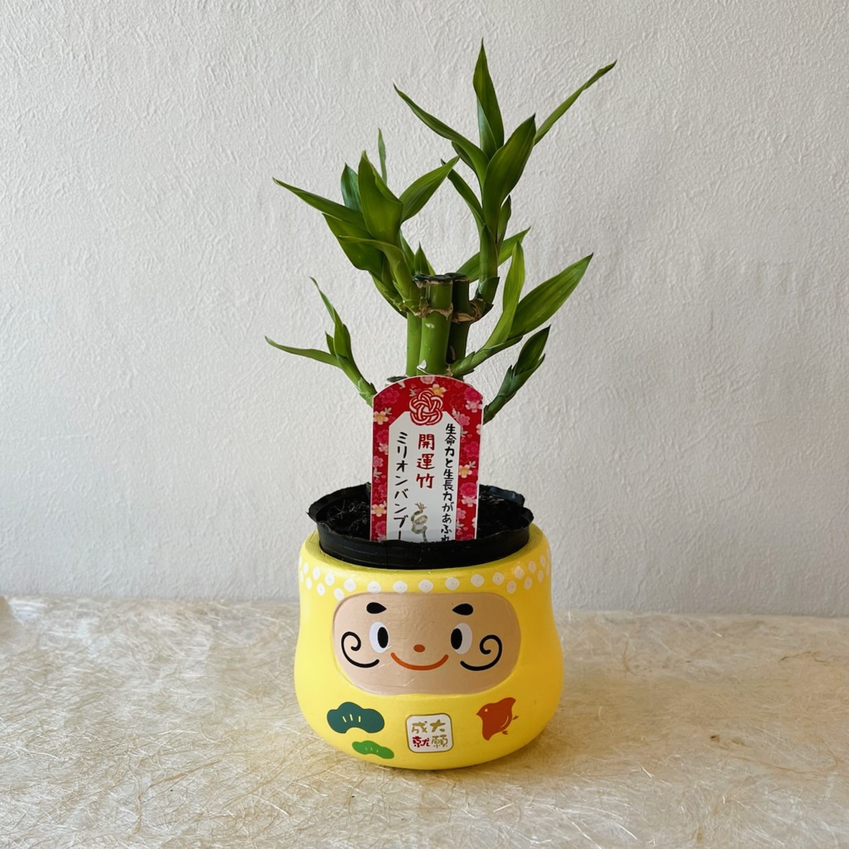 ミニ 観葉植物 パキラ ミリオンバンブー だるま鉢カバー付き 1個