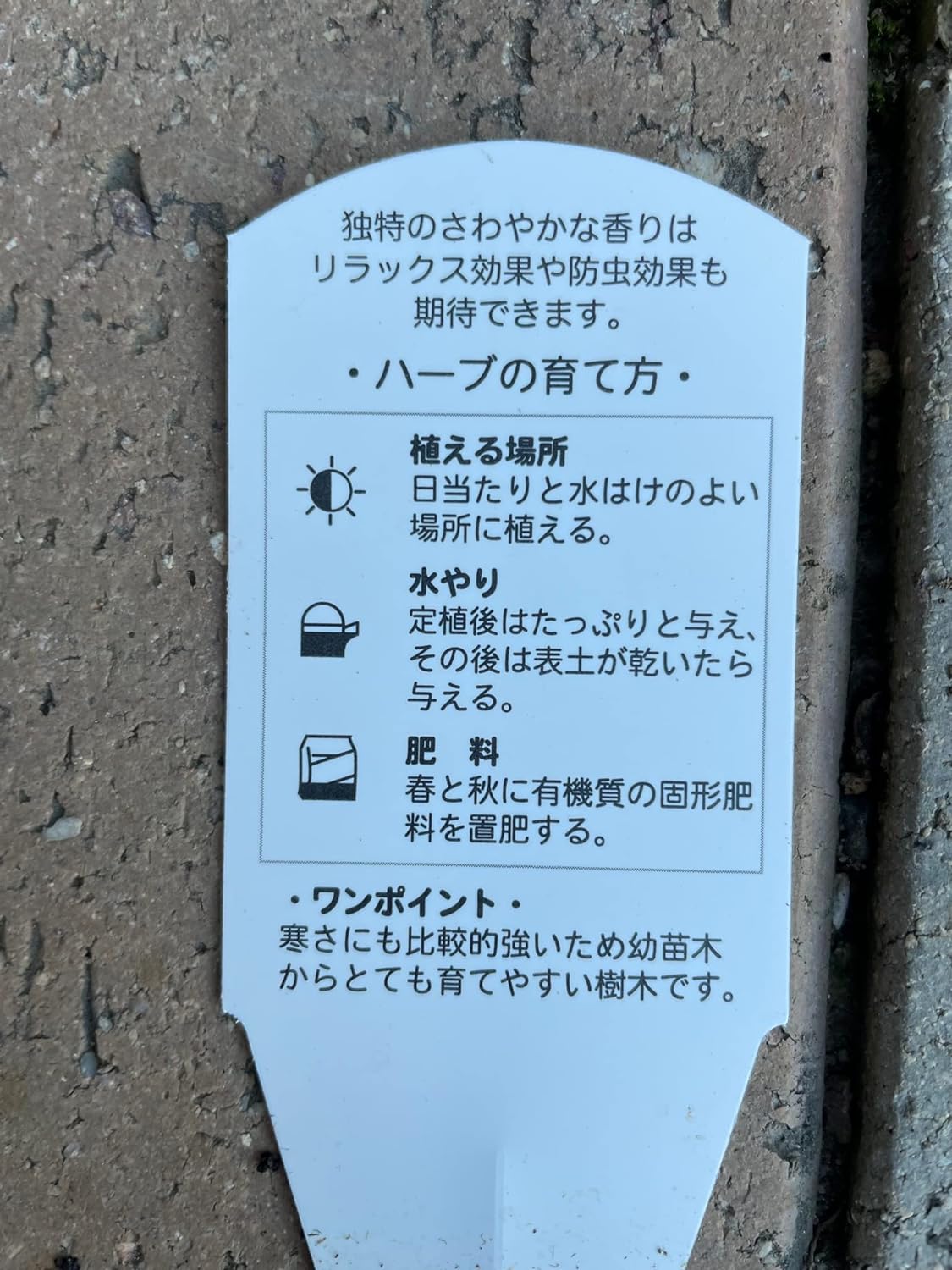 専用＊グニユーカリ.フレッシュ　箱いっぱい　 80サイズ ユーカリ 「グニー」 5.5号 1個 リラクゼーション リフレッシュ ハーブ
