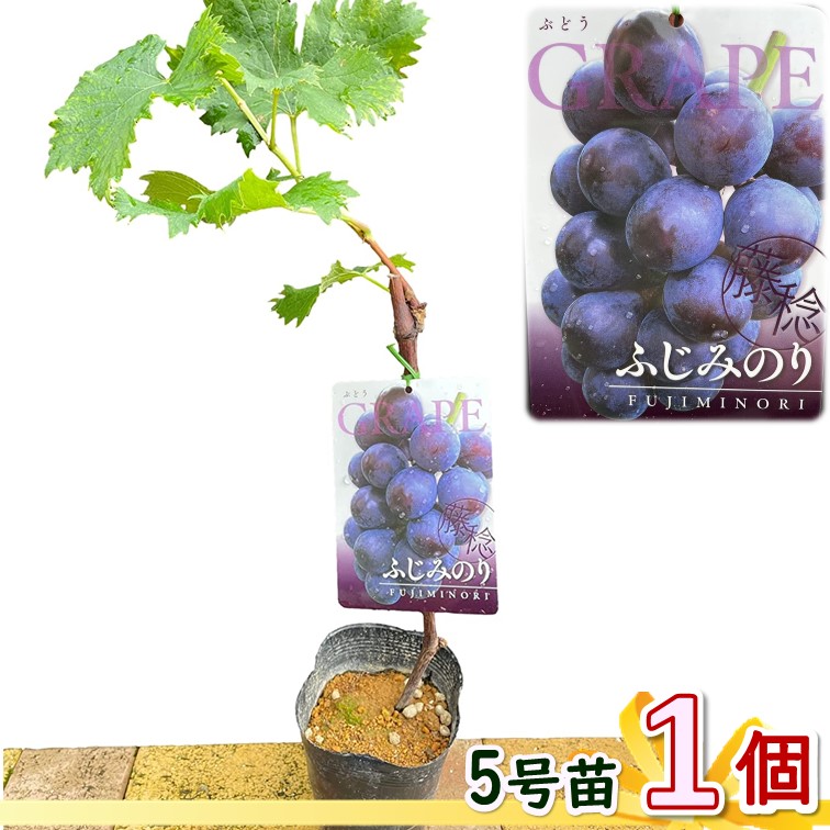 希少藤稔　ぶどう苗木　ふじみのり　90cm 位大苗！プロ選定の正規品！ fujim1.jpg