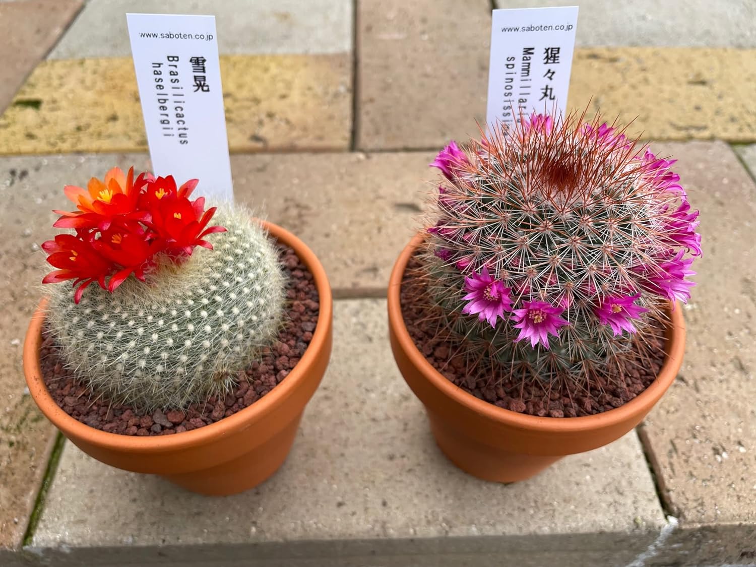 多肉植物 サボテン 花つき ミニサボテン おまかせMIX 2鉢セット ※品種