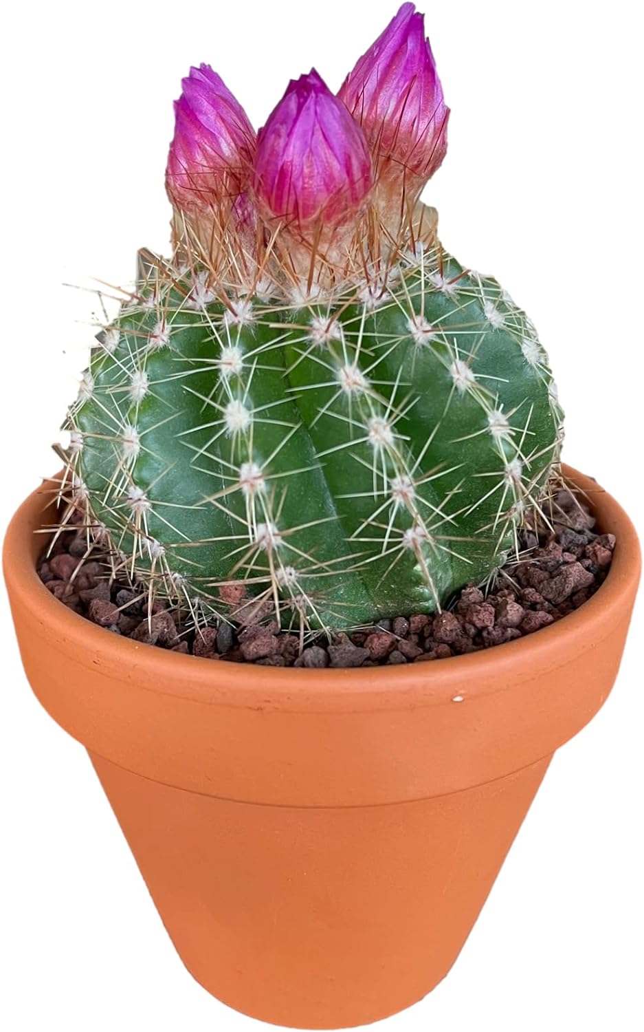 hcactus2.jpg