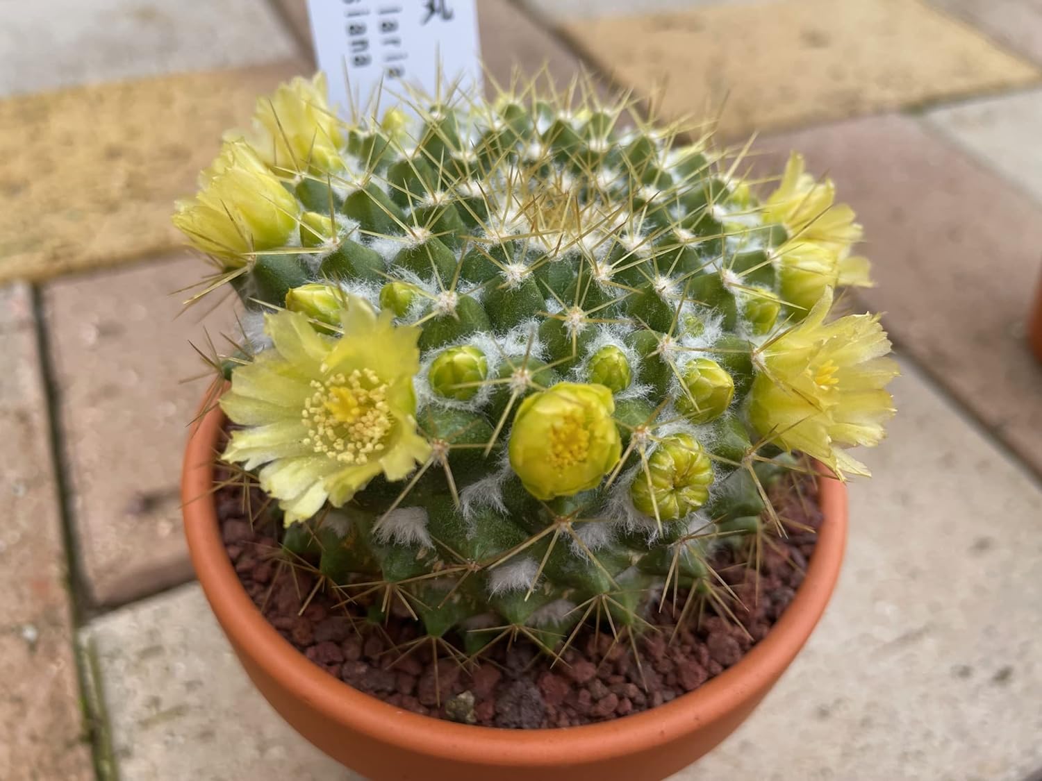 多肉植物 サボテン 花つき ミニサボテン おまかせMIX 2鉢セット ※品種