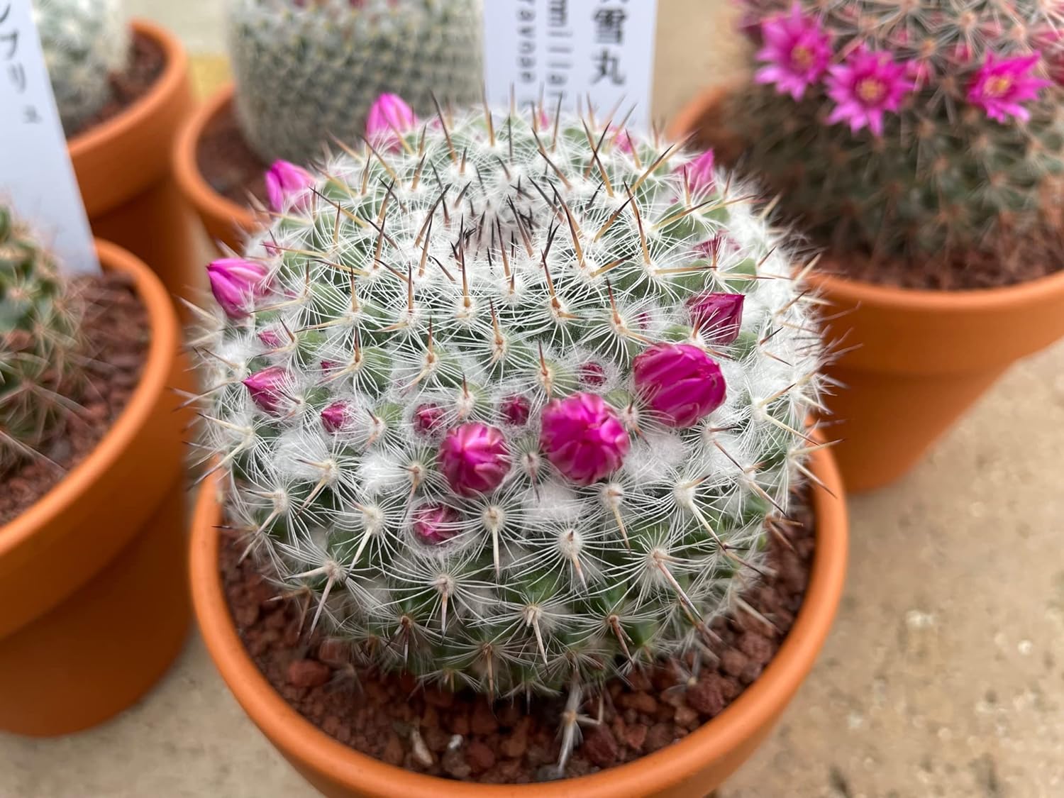 hcactus4.jpg