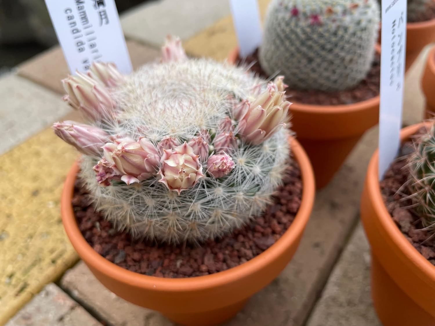 多肉植物 サボテン 花つき ミニサボテン おまかせMIX 2鉢セット ※品種