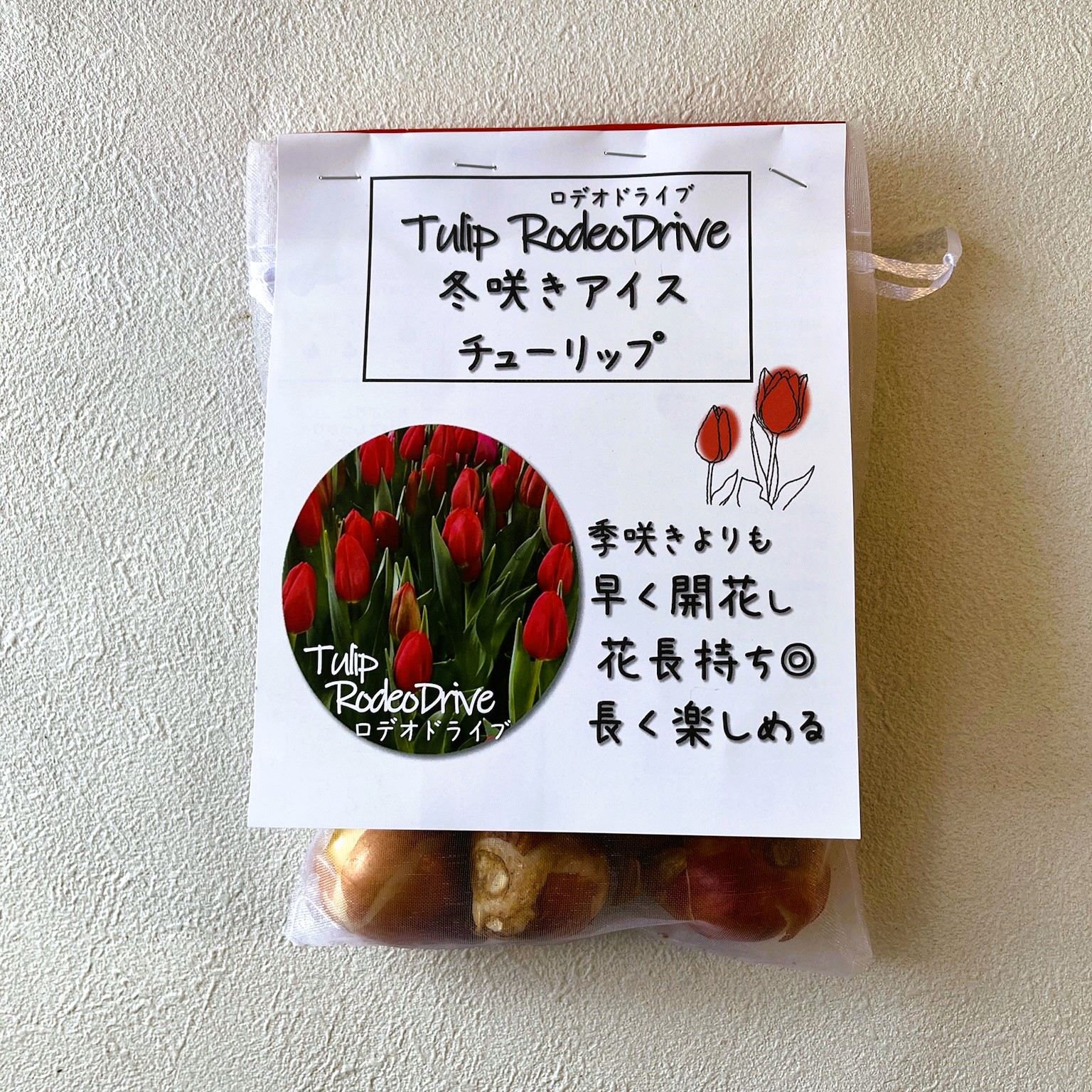 希少 冷蔵 アイスチューリップ『ステラータ』3球 水耕栽培 地植え