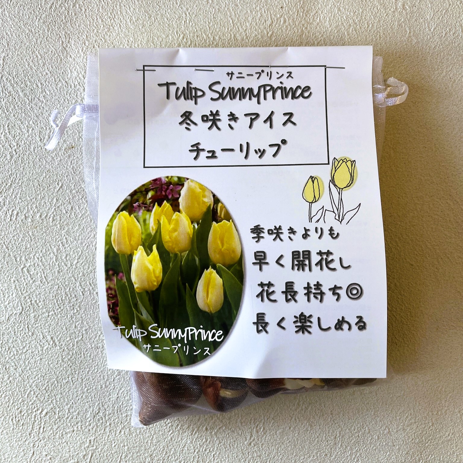 冬咲き チューリップ アイス 球根 10球セット 長く咲く Tulip オランダ