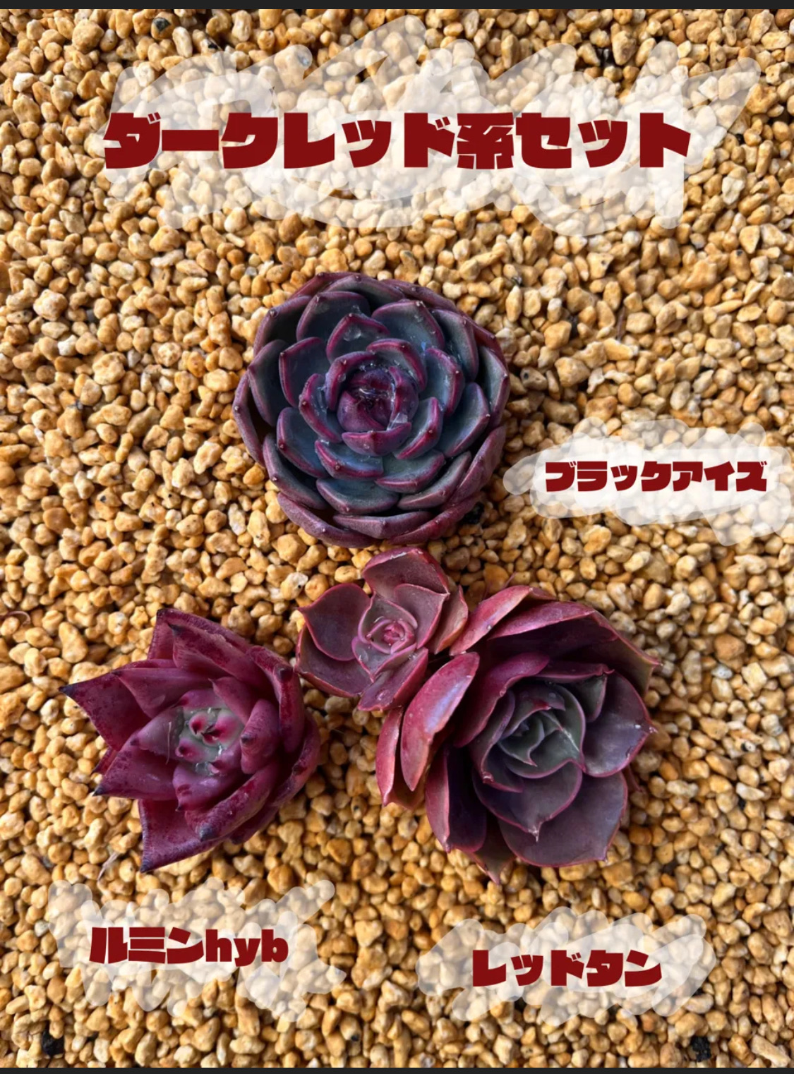 多肉植物 韓国苗 カット苗 ダークレッド系 or ホワイト系 3品種セット