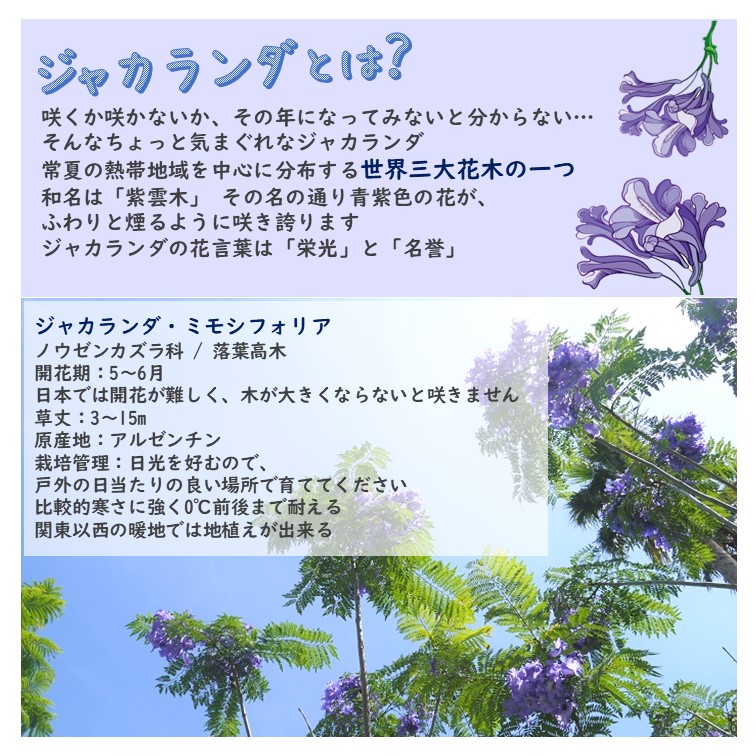 楽天市場】ジャカランダ 苗 【日南ピンク】 接木苗 紫雲木