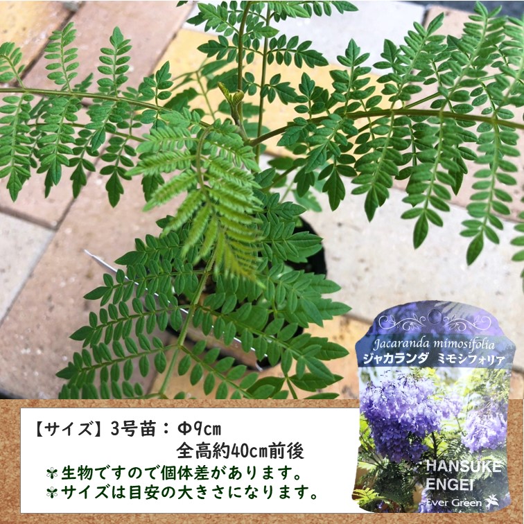 ジャカランダ 苗木 2個セット 3号 ポット 花苗 苗 おまかせ 園芸
