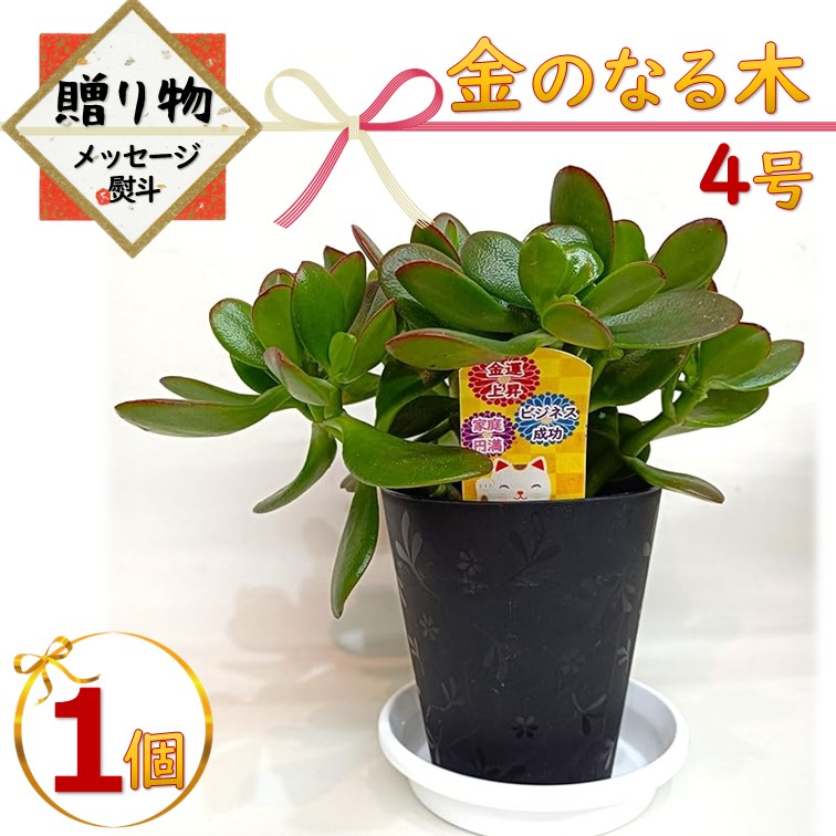 現品　キンコウボク　金厚朴　希少　24番　観葉植物　植木　インテリアグリーン 金のなる木 4号 鉢皿つき 1個 花月 jade plant 家内安全 商売上々