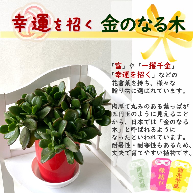 金のなる木 4号 鉢皿つき 2個 花月 jade plant 家内安全 商売上々 ビジネス 良縁 交通安全 幸運 ギフト 多肉植物 観葉植物  金のなるHappyの木 : kanenoki2 : GREENGLASS - 通販 - Yahoo!ショッピング