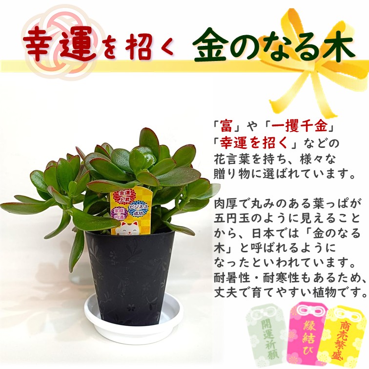 金のなる木 4号 鉢皿つき 2個 花月 jade plant 家内安全 商売上々