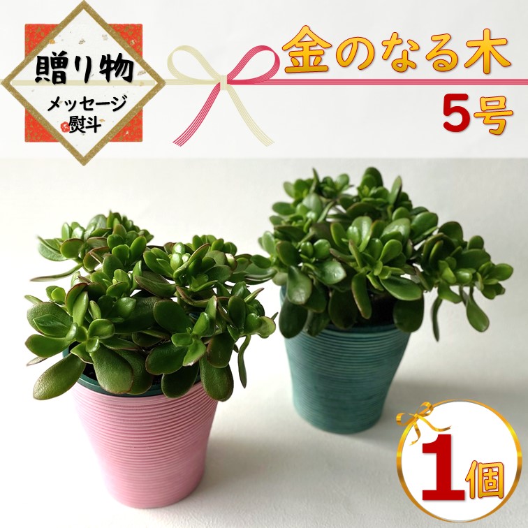 金のなる木 5号鉢カバーつき 1個 花月 jade plant おしゃれ 鉢カバーに入れてお届け 観葉植物 多肉植物 家内安全 ビジネス 良縁  交通安全 健康 幸運を招く : kanenoki5-1 : GREENGLASS - 通販 - Yahoo!ショッピング