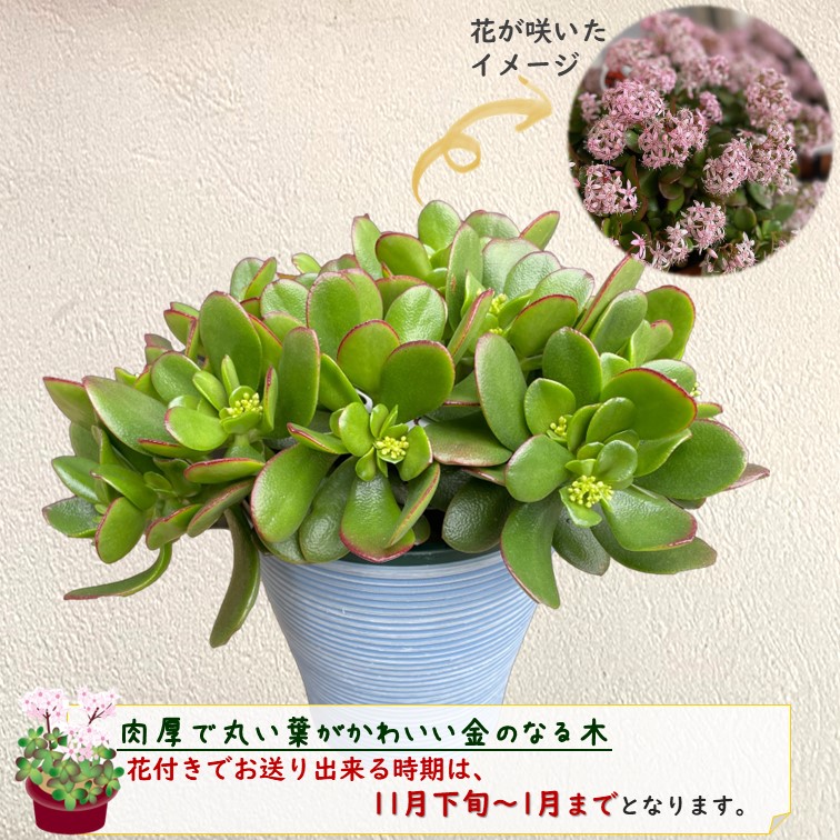 金のなる木 5号鉢カバーつき 1個 花月 jade plant おしゃれ 鉢カバーに入れてお届け 観葉植物 多肉植物 家内安全 ビジネス 良縁  交通安全 健康 幸運を招く : kanenoki5-1 : GREENGLASS - 通販 - Yahoo!ショッピング