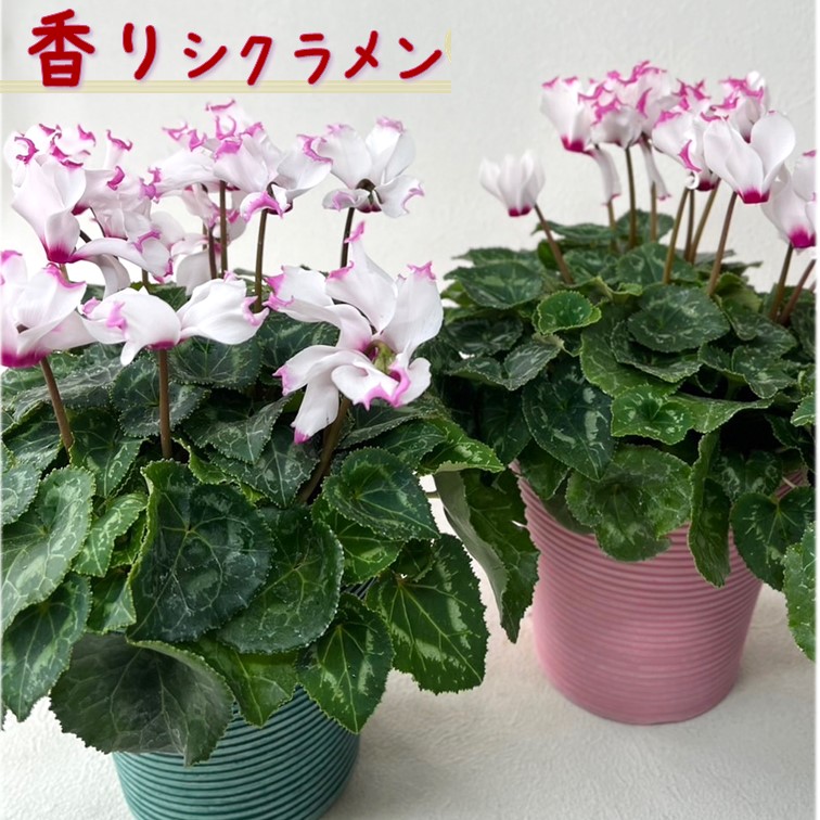 お歳暮 香り シクラメン フェアリーラブ 4号 鉢花 鉢カバー付き ギフト