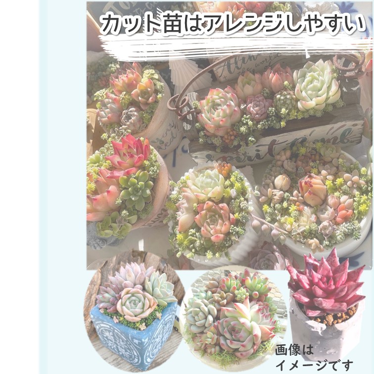 多肉植物 エケベリア 韓国苗 エアーマジック カット苗 1個 選べる品種≪  サンライズ、サンシャワー、ピンキーサイモン、ソウルハート、レッドソラ、ジナ≫ : ktaniku1 : GREENGLASS - 通販 -  Yahoo!ショッピング