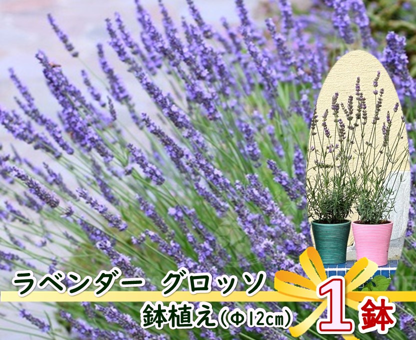 ラベンダー グロッソ 鉢植え エコ カラー鉢 1鉢 ラバンジン系 苗