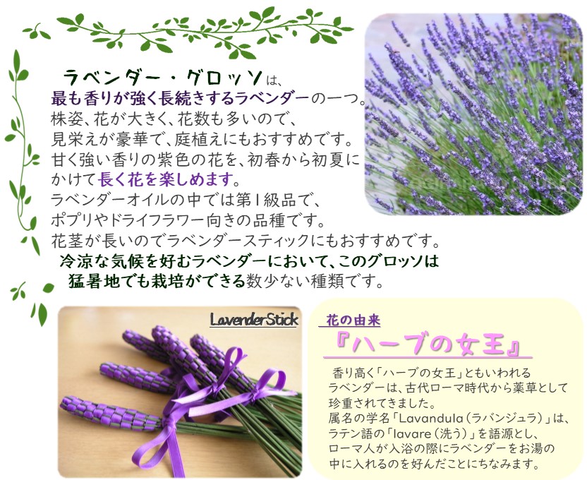 lavenderg4g1.jpg