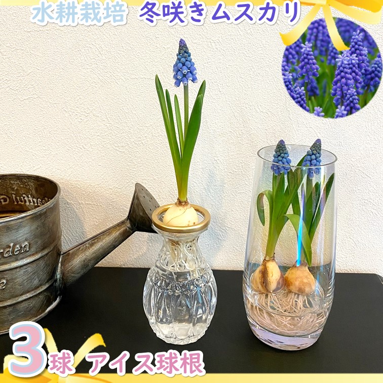 ムスカリ 芽出し 球根 3球 水栽培 アイス球根 水耕栽培 誕生日