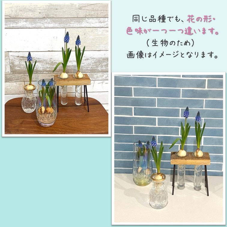 限定 冷蔵 アイス ムスカリ『ピンク サンライズ』2球 寄植え 水耕