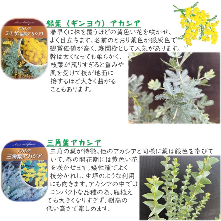 ミモザ アカシア 5号 ポット 1個 ※品種は選べますギンヨウアカシア