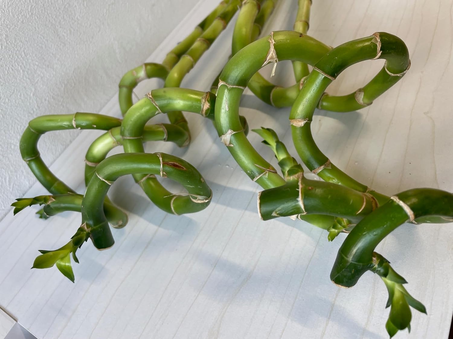 ミリオンバンブー 万年竹 生花 約50cm前後 3本セット ※花瓶はついて