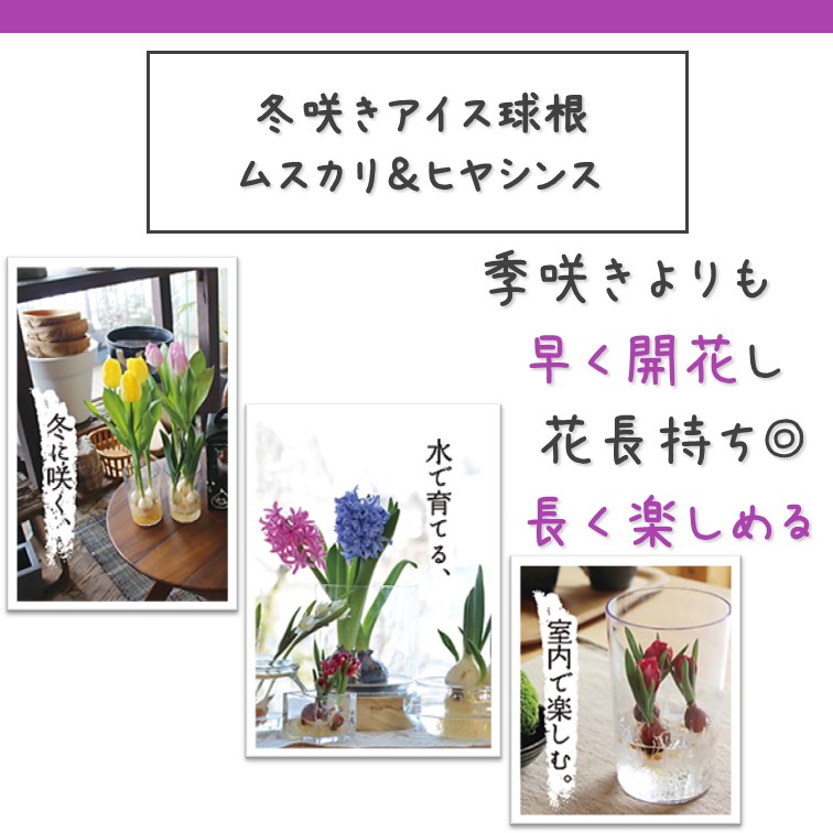 ヒヤシンス ムスカリ 芽出し 球根 5球 水栽培 アイス球根 水耕栽培