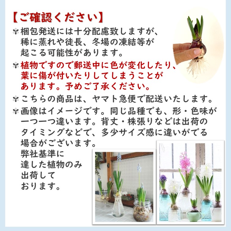 ヒヤシンス ムスカリ 芽出し 球根 5球 水栽培 アイス球根 水耕栽培