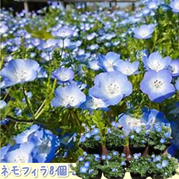 可憐で可愛らしいブルーの花【ネモフィラ 8個セット】 花苗