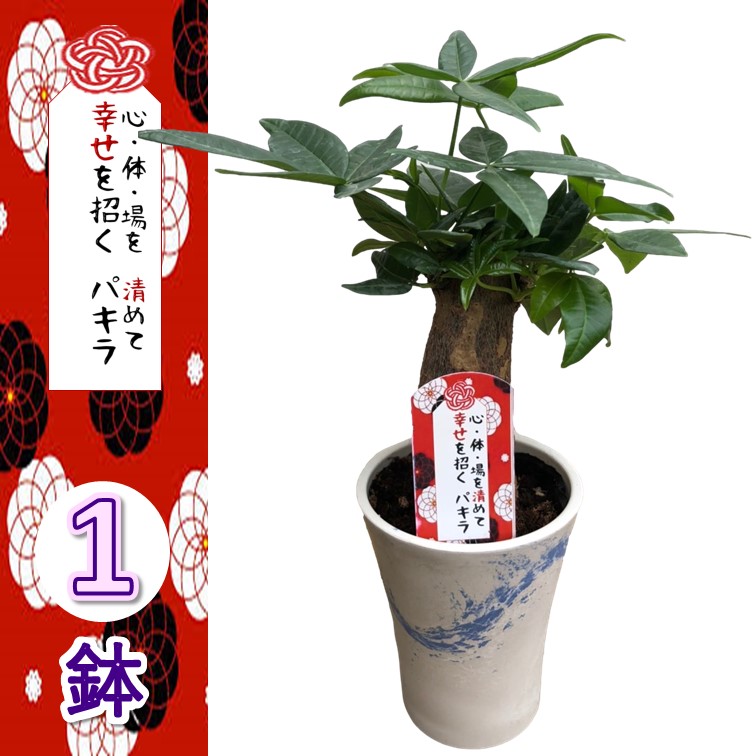 【えっぴー】パキラ ミリオンバンブー ガジュマル サンスベリア 観葉植物 ガジュマル・サンスベリア・ミリオンバンブー 観葉植物3種セット