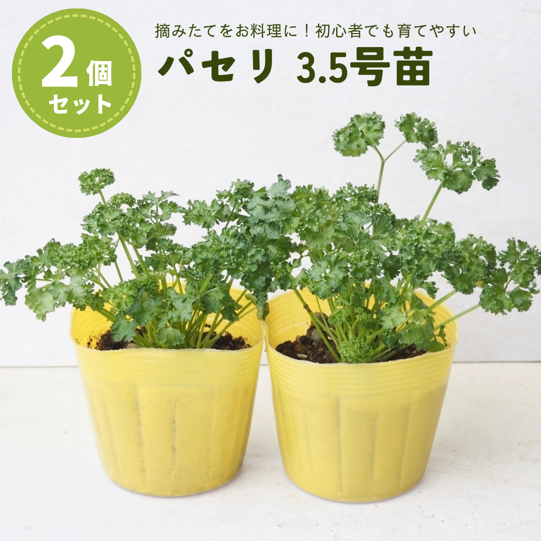 爽やかな香り ローズマリー苗 品種おまかせ 4個セット 3.5号ポット 抗