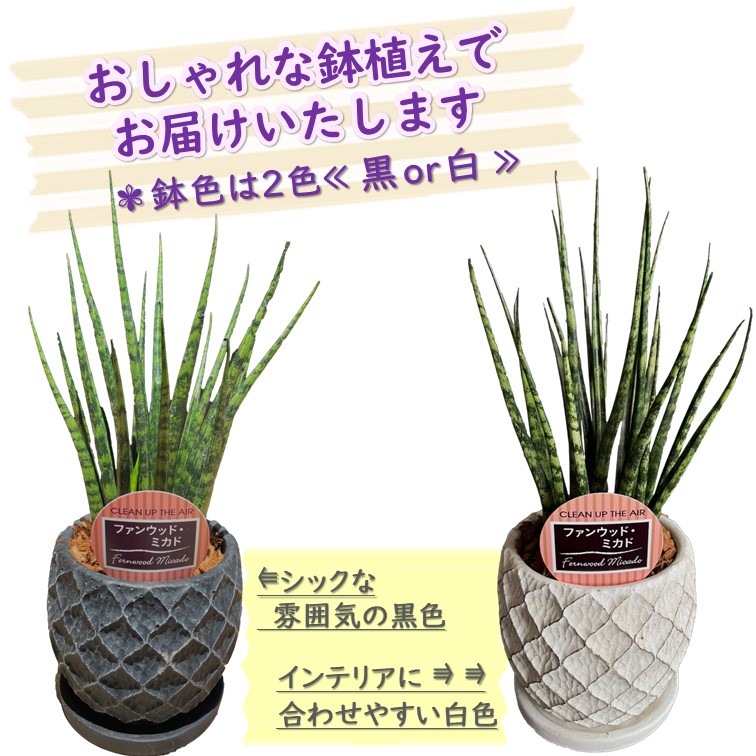 観葉植物 サンスベリア ファンウッドミカド 4号 鉢皿付き 1個 おしゃれ