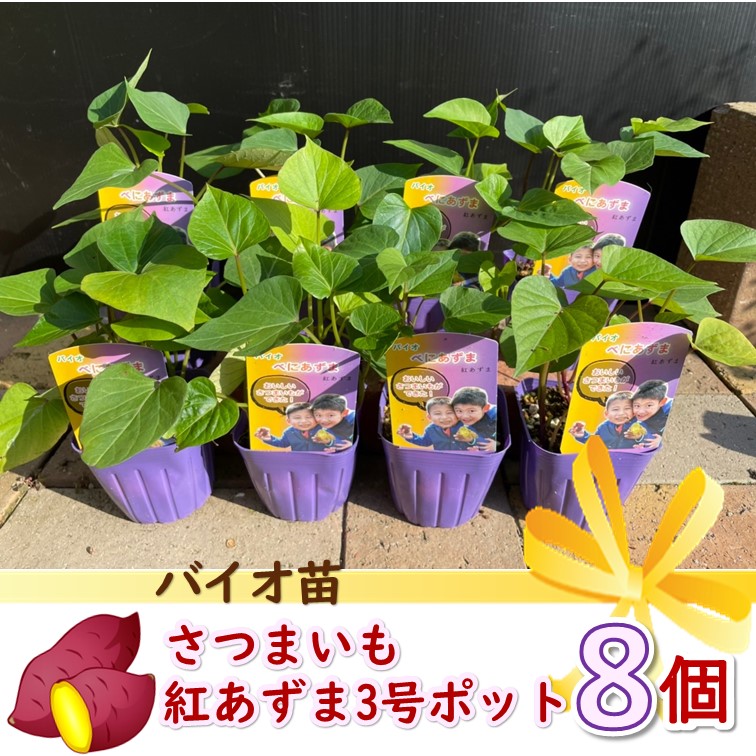 さつまいも苗 さつま芋 3号ポット(Φ9cm) 8個セット 家庭菜園 ガーデン